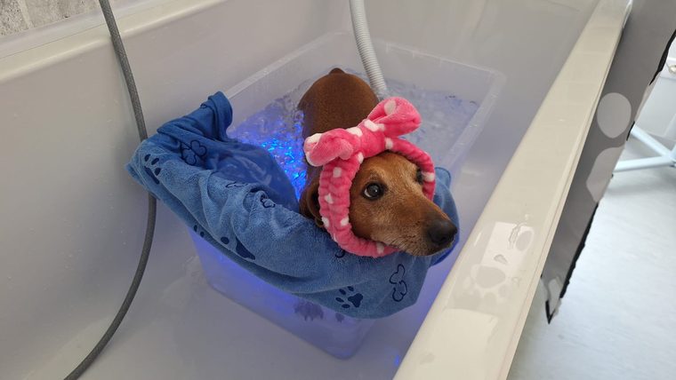Kúpeľ psíka v DogDent & Spa