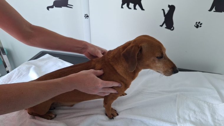 Relaxačná masáž psa v DogDent & Spa
