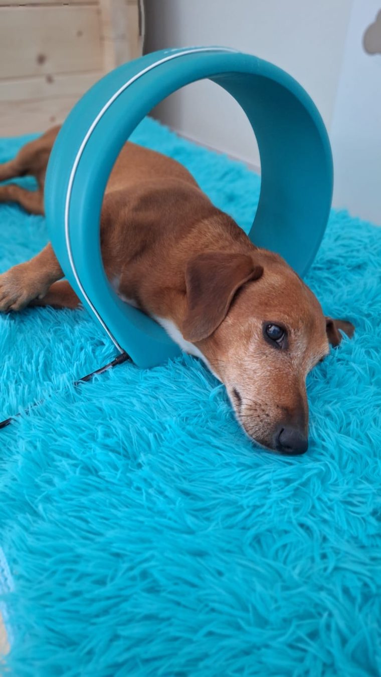Psík relaxuje na tyrkysovej deke